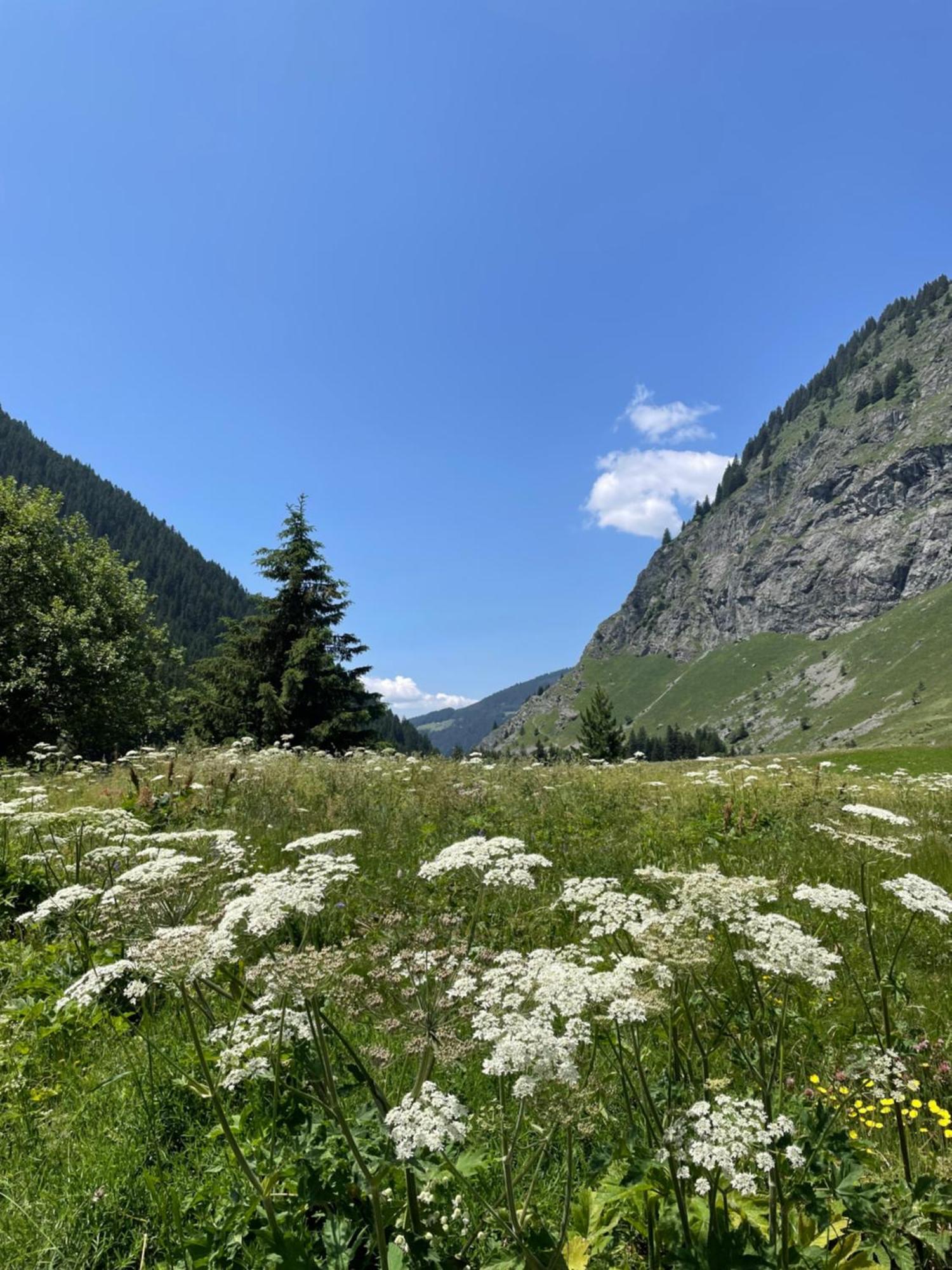 T2 Vue Sur Le Parc De La Vanoise 라 플라뉴 외부 사진